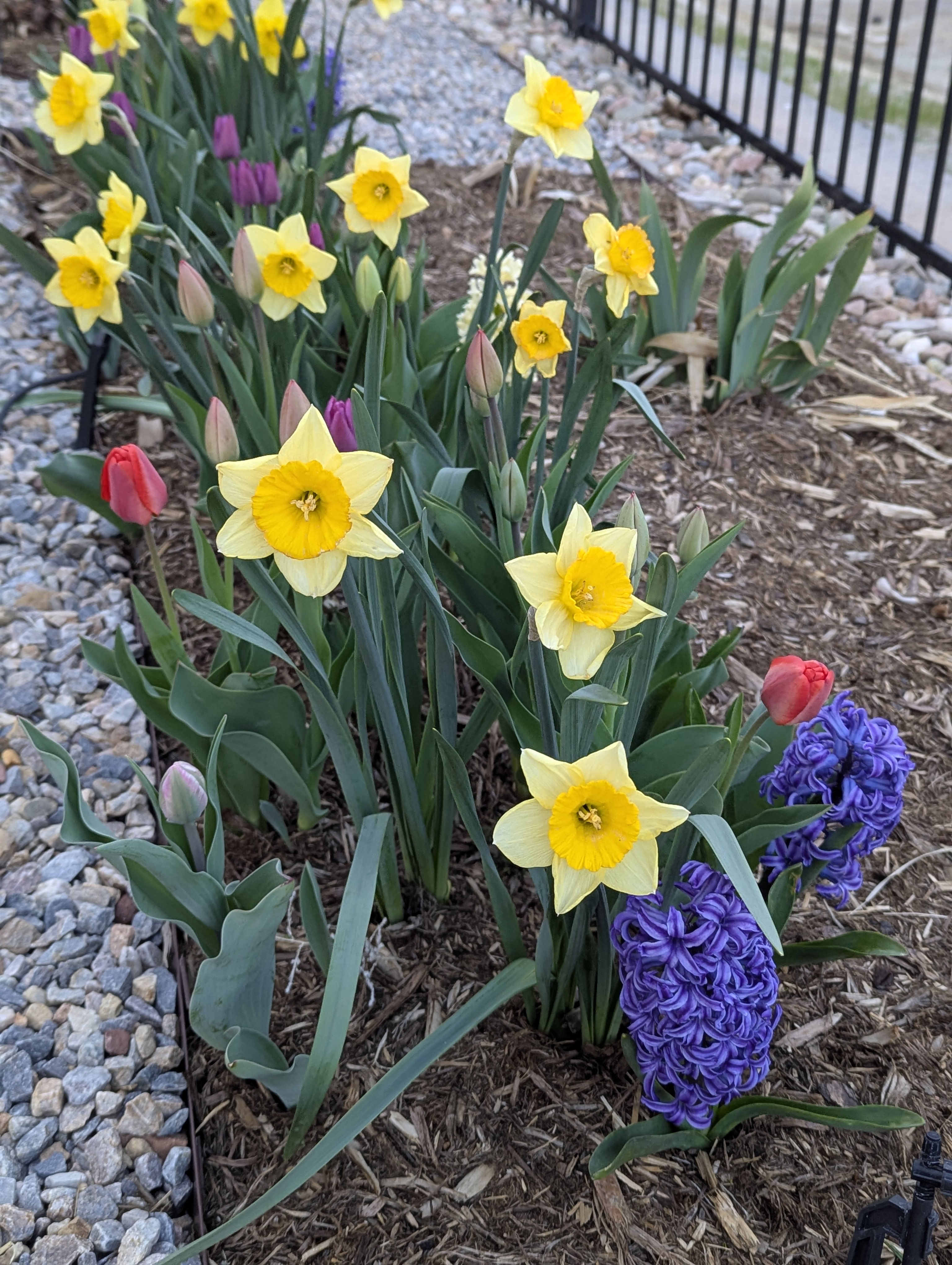 Garden, Flowers, Morrison, Colorado